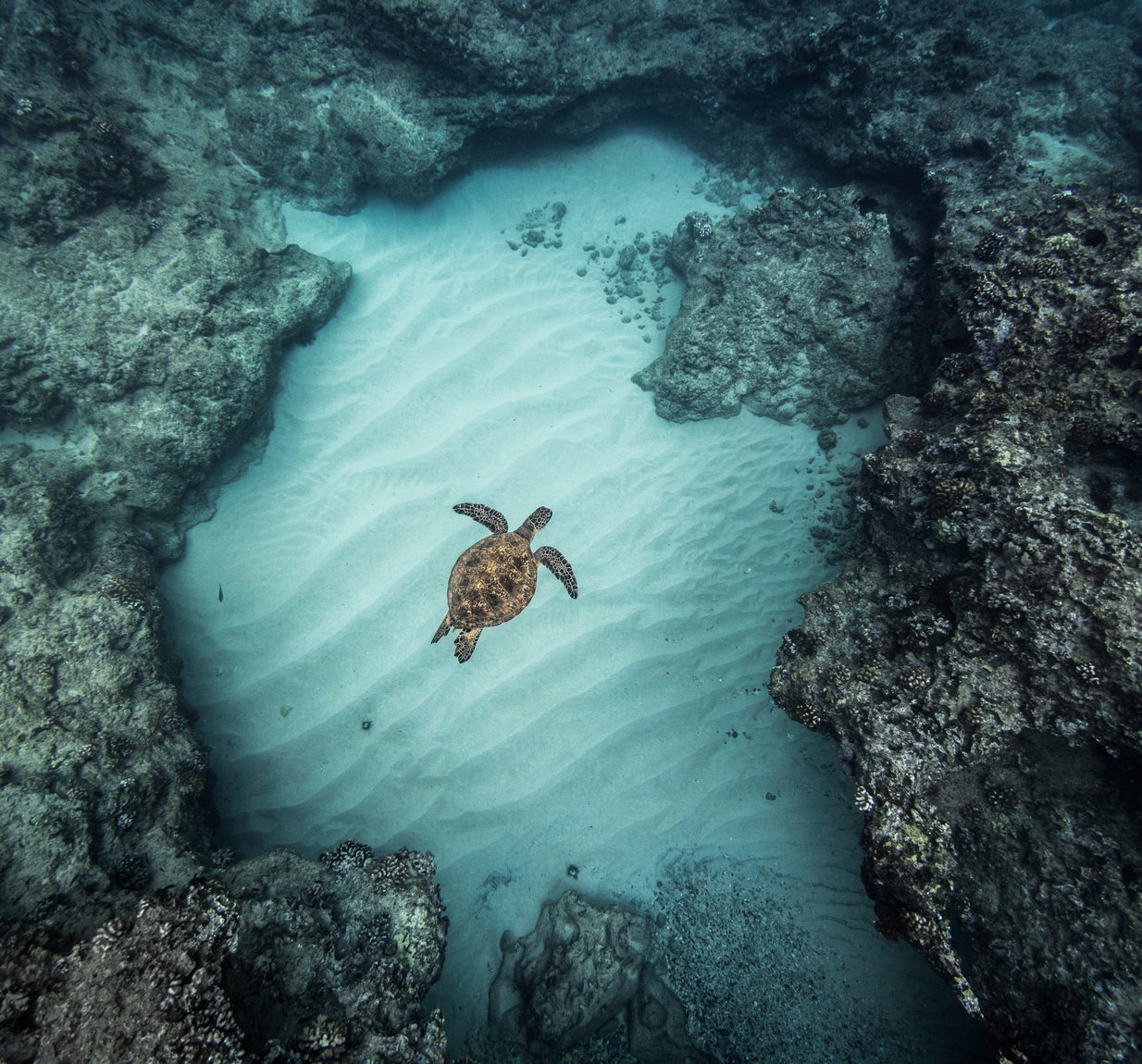 One Home Forever | Blue Marine Foundation